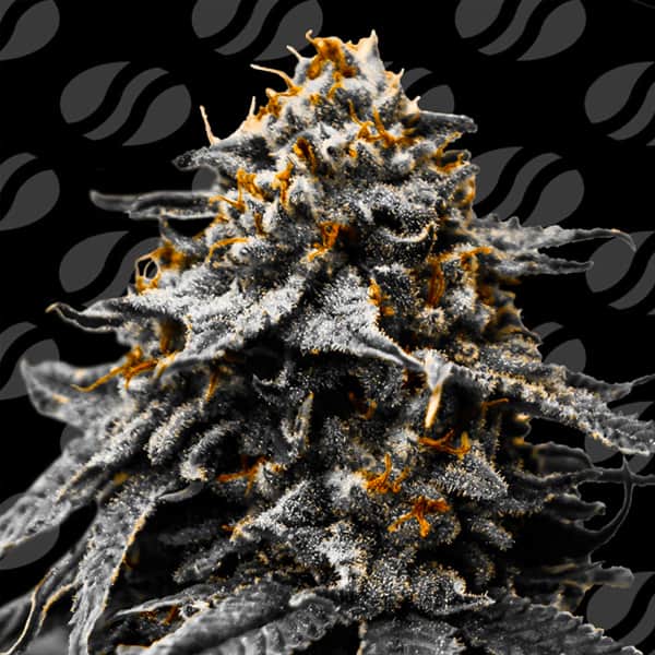 Auto Twilight Zlush > Original Sensible Seeds | Autoflowering Cannabis   |  Indica
